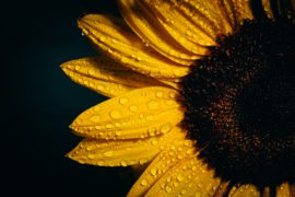 Moist Sunflower
