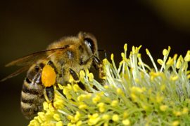 24 Health Benefits of Bee Pollen