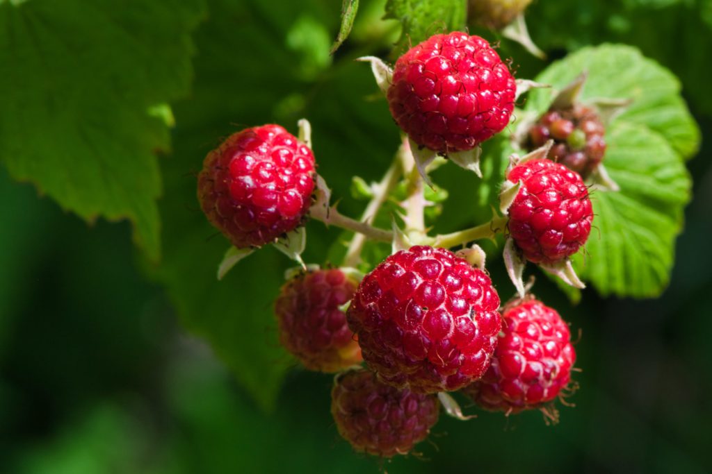 Healthiest Fruits - Raspberries