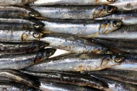 Anchovies can be used in many delicious recipes, but are anchovies good for you?