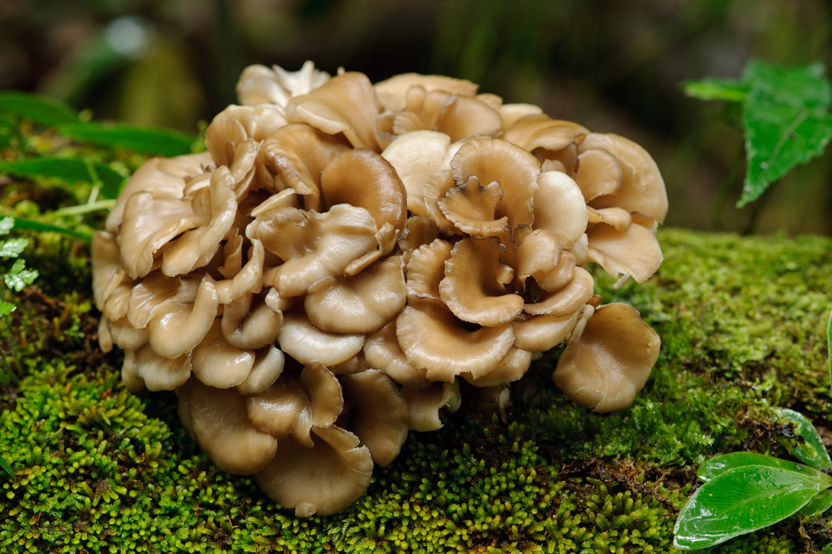 Maitake is one of the 5 Mushrooms You Should Eat More And Why